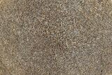 Polished Dinosaur Bone (Gembone) Slab - Morocco #290301-1